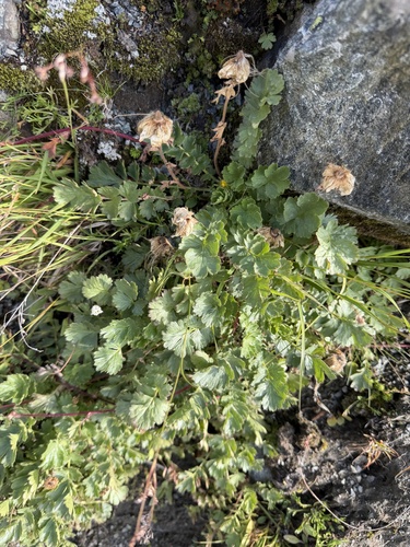 Geum reptans, photograph 2