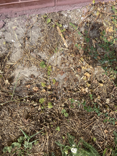 ground-ivy