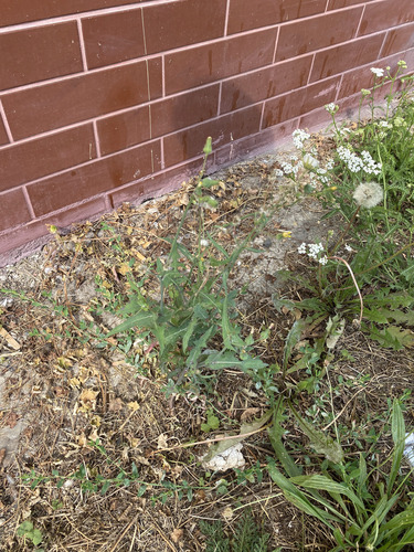 Common Sow-thistle