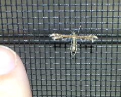 Dejongia californicus