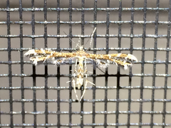 Dejongia californicus