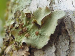 Tremella parmeliarum