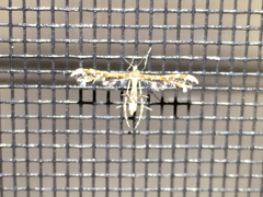 Dejongia californicus