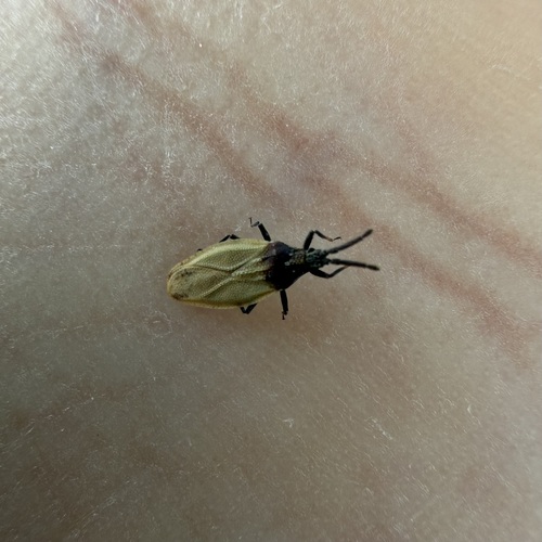 Catoplatus carthusianus