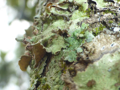 Tremella parmeliarum