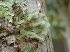 Tremella parmeliarum