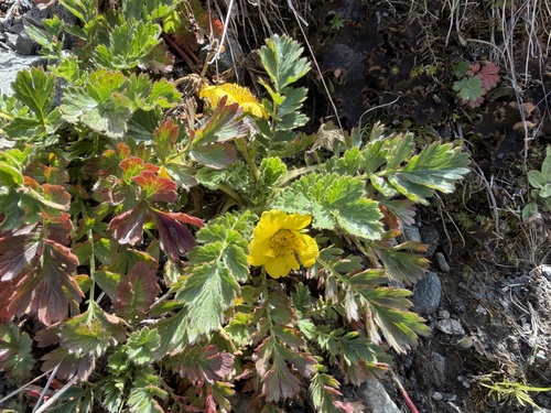 Geum reptans, photograph 1