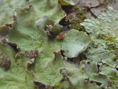 Tremella parmeliarum