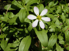 Sabatia calycina image