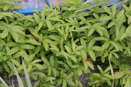 common silverweed