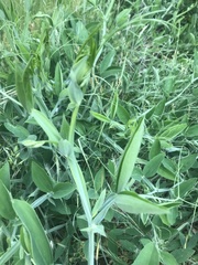 Lathyrus odoratus