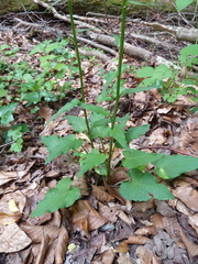 Phyteuma spicatum spicatum