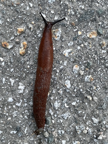 Spanish Slug