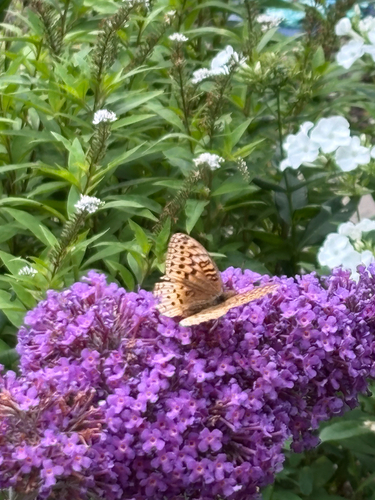 Great Spangled Fritillary