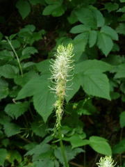 Phyteuma spicatum spicatum