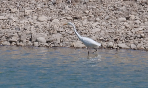 Great Egret
