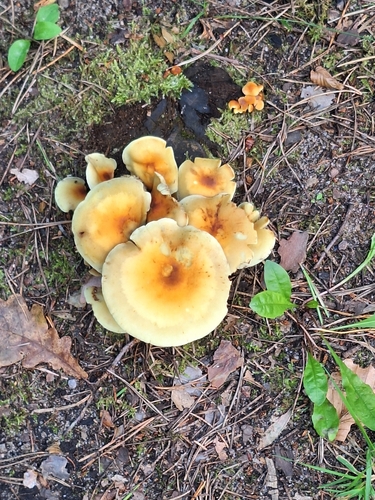 Sulphur Tuft