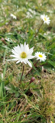 Anemone decapetala, photograph 5
