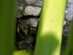 Kinosternon chimalhuaca