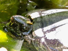 Kinosternon chimalhuaca