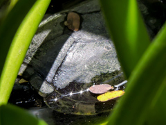 Kinosternon chimalhuaca