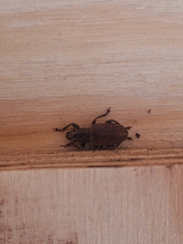 Brachyderes incanus