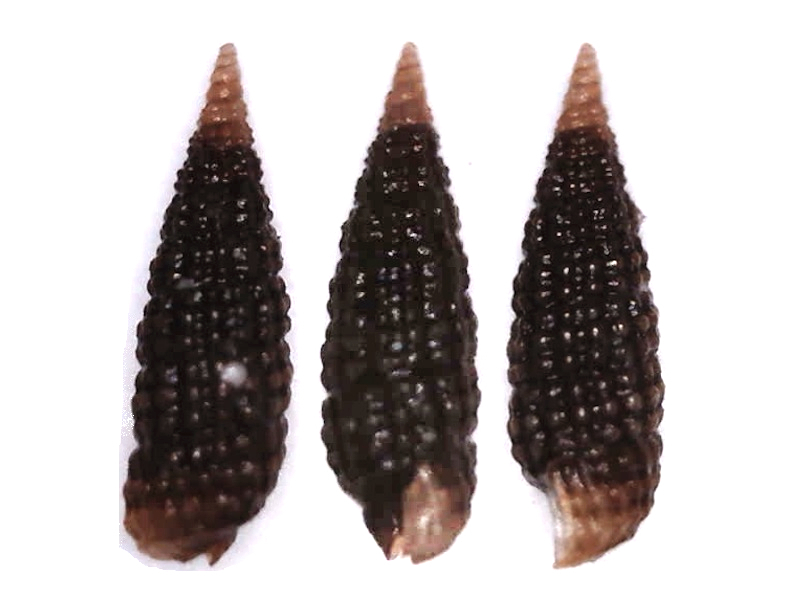 Cerithiopsis powelli