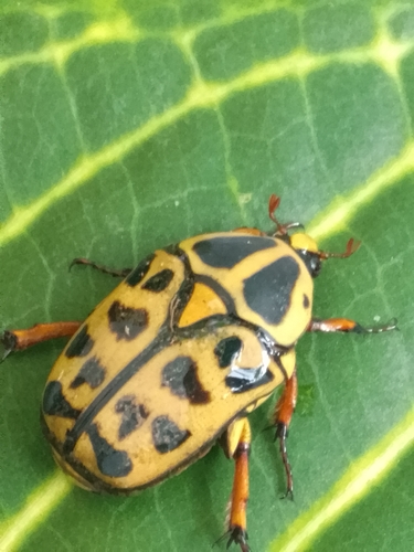 Pachnoda cordata