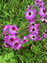 Pericallis × hybrida