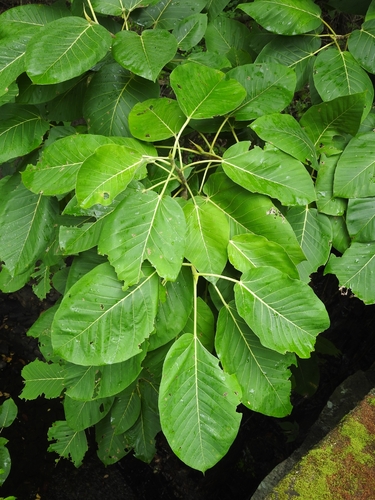 Ficus anamalayana (Ficus anamalayana)