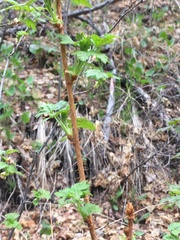 Ribes oxyacanthoides