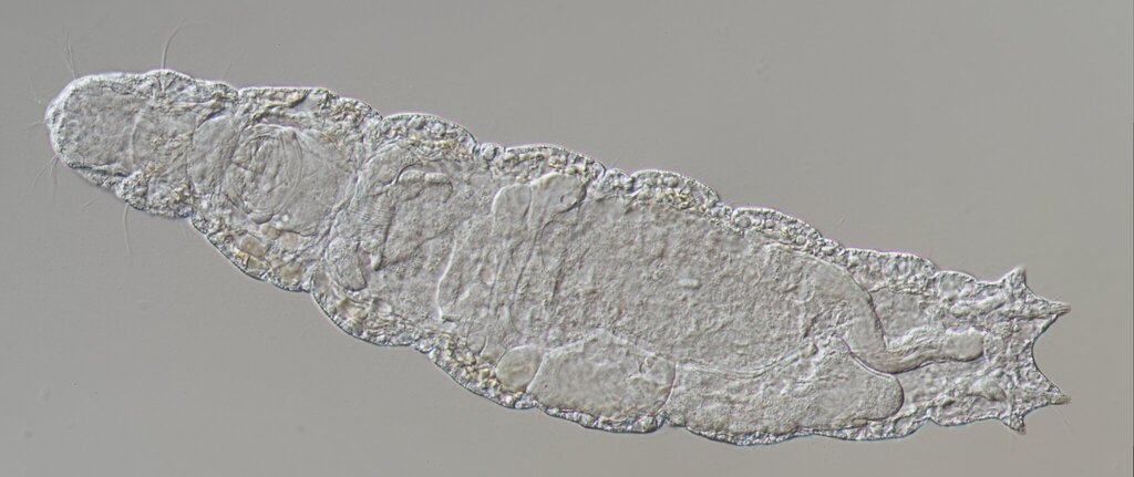Diurodrilidae