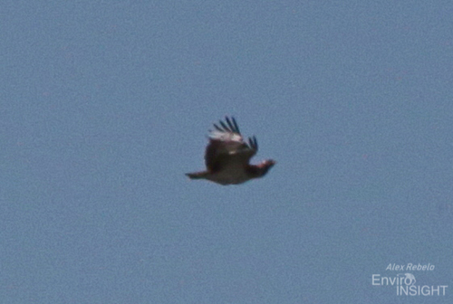 iNaturalist image
