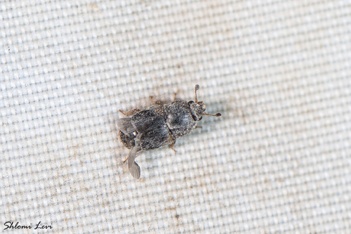 Urophorus humeralis, 2026-08-20