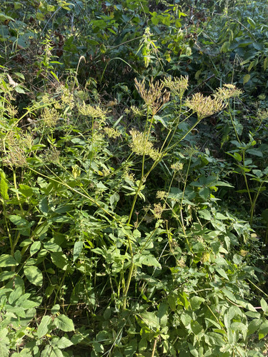 Chaerophyllum aromaticum, photograph 3