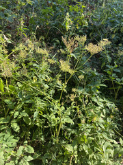 author not stated, no rights reserved Chaerophyllum aromaticum, photograph author not stated, no rights reserved