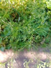 Cyclospermum
