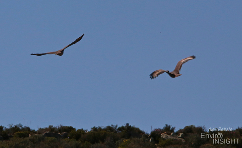 iNaturalist image