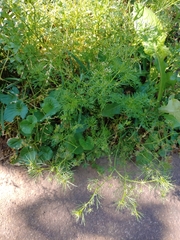 Cyclospermum