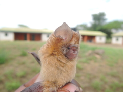 Hipposideros caffer