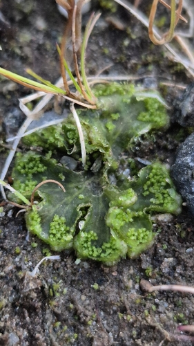 Common Kettlewort