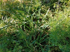 Cyclospermum