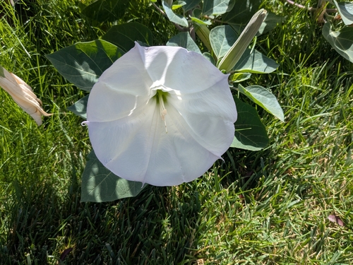 Sacred Datura