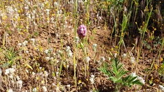 Castilleja densiflora gracilis
