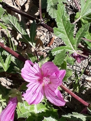 Malva trimestris