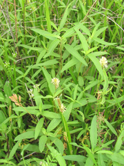 Iva angustifolia