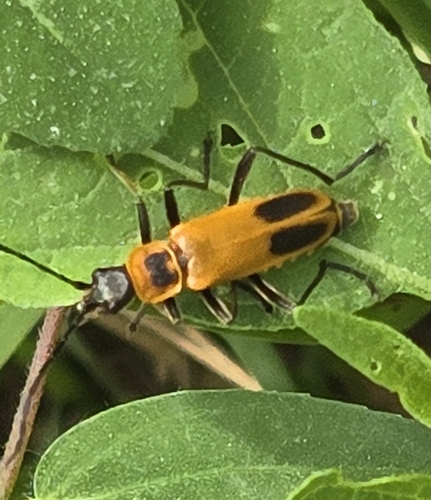 Goldenrod Soldier Beetle