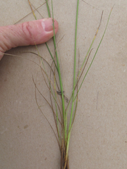 Juncus interior