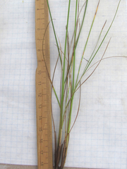 Juncus interior