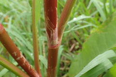 Rumex verticillatus